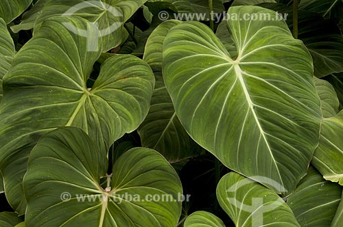  Subject: Detail of leaf in Jardim Botanico (Botanical Garden)  / Place: Rio de Janeiro city - Rio de Janeiro state - Brazil  / Date: 28/10/2008 