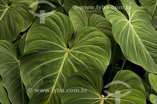  Subject: Detail of leaf in Jardim Botanico (Botanical Garden)  / Place: Rio de Janeiro city - Rio de Janeiro state - Brazil  / Date: 28/10/2008 