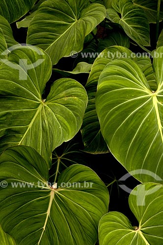  Subject: Detail of leaf in Jardim Botanico (Botanical Garden)  / Place: Rio de Janeiro city - Rio de Janeiro state - Brazil  / Date: 28/10/2008 