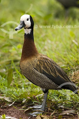  Subject: White-faced Whistling-Duck (Dendrocygna viduata) in Bela Vista Biological Sanctuary  / Place:  Foz do Iguacu city - Parana state - Brazil  / Date: 08/06/2009 