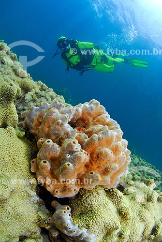  Subject: Sponge and diver in Angra dos Reis city, Rio de Janeiro state, Brazil / Place: Ilha Grande Bay - Angra dos Reis - Rio de Janeiro state (RJ) - Brazil / Date: 04/06/2010 