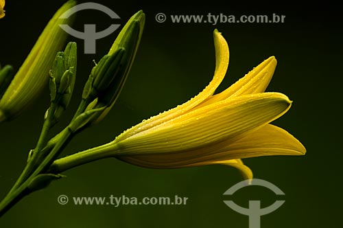  Subject: Flower of Atlantic rainforest in Itatiaia National Park Itatiaia  / Place:  Itatiaia city - Rio de Janeiro state -  Brazil  / Date: 12/2008 