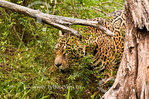  Subject: Jaguar in Bela Vista Biological Refuge / Place: Foz do Iguacu city - Parana state (PR) - Brazil / Date: 06/2009 