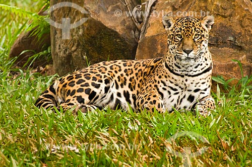  Subject: Jaguar in Bela Vista Biological Refuge / Place: Foz do Iguacu city - Parana state (PR) - Brazil / Date: 06/2009 