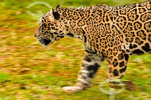  Subject: Jaguar in Bela Vista Biological Refuge / Place: Foz do Iguacu city - Parana state (PR) - Brazil / Date: 06/2009 