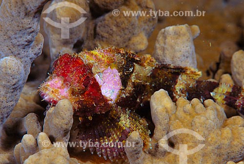  Subject: Mangangá young fish (Scorpaena sp.) / Place: Ilha Grande Bay - Angra dos Reis - Rio de Janeiro state (RJ) - Brazil / Date: 13/12/2007 