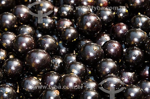  Subject: Detail of large quantity of jabuticaba fruit / Place: Rio Claro city - Sao Paulo state - Brazil / Date: 09/2010 