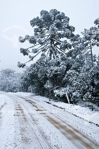  Subject: Araucaria (araucaria angustifolia) covered with snow / Place: Urubici city - Santa Catarina state (SC) - Brazil / Date: 08/2010 