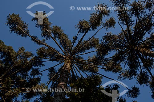  Subject: Araucaria in the Caracol State Park  / Place:  Canela city - Rio Grande do Sul state  / Date:  09/2010 