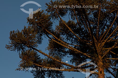  Subject: Araucaria in the Caracol State Park  / Place:  Canela city - Rio Grande do Sul state  / Date:  09/2010 