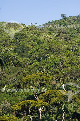  Subject: Rain Forest in South America  / Place:  Guaratingueta - Sao Paulo state - Brazil  / Date: 10/03/2006 