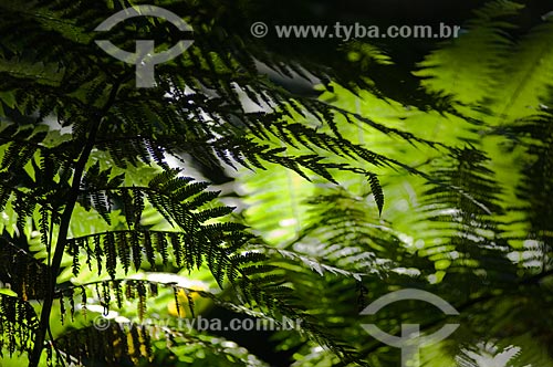  Subject: Rain Forest in South America  / Place:  Guaratingueta - Sao Paulo state - Brazil  / Date: 10/03/2006 