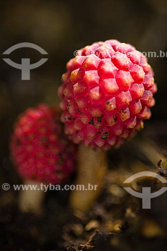  Subject: Mushroom in Rain Forest In South America  / Place:  Guaratingueta-Sao Paulo - SP - Brazil / Date: 10/03/2006 