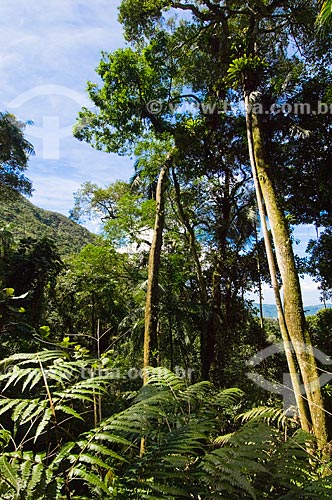  Subject: Rain Forest in South America  / Place:  Guaratingueta - Sao Paulo state - Brazil  / Date: 10/03/2006 