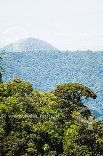  Subject: Rain Forest in South America  / Place:  Guaratingueta - Sao Paulo state - Brazil  / Date: 10/03/2006 