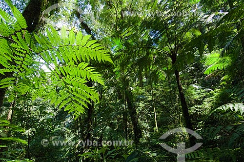  Subject: Rain Forest in South America  / Place:  Guaratingueta - Sao Paulo state - Brazil  / Date: 10/03/2006 