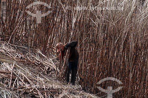  Subject: Sugarcane cutters (day labourers) in a cane plantation near the AL - 101 highway  / Place:  near Couripe city - Alagoas state  / Date: 2011 