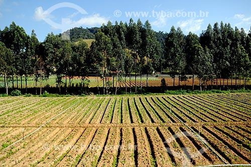  Subject: Vegetables plantation in the mountainous region of Rio de Janeiro - Teresopolis - Friburgo Road  / Place:  Teresopolis - Rio de Janeiro state - Brazil  / Date: 08/2010  