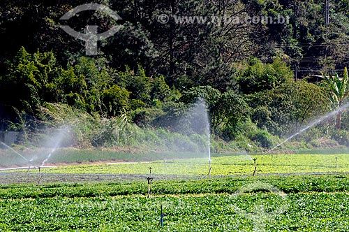  Subject: Vegetables plantation in the mountainous region of Rio de Janeiro - Teresopolis - Friburgo Road  / Place:  Teresopolis - Rio de Janeiro state - Brazil  / Date: 08/2010  