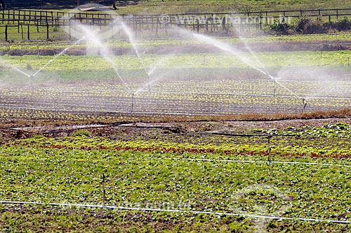  Subject: Vegetables plantation in the mountainous region of Rio de Janeiro - Teresopolis - Friburgo Road  / Place:  Teresopolis - Rio de Janeiro state - Brazil  / Date: 08/2010  