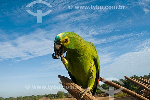  Subject: Parrot in a Kalapalo village - Xingu Indian Park  / Place:  Querencia - Mato Grosso state - Brazil  / Date: 07/2009 