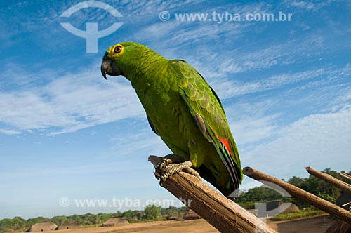  Subject: Parrot in a Kalapalo village - Xingu Indian Park  / Place:  Querencia - Mato Grosso state - Brazil  / Date: 07/2009 