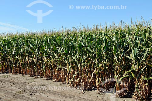  Subject: Genetically modified seeds test fields in Jerseyville  / Place:  Jerseyville - Illinois - United States of America - USA  / Date: 08/2009 