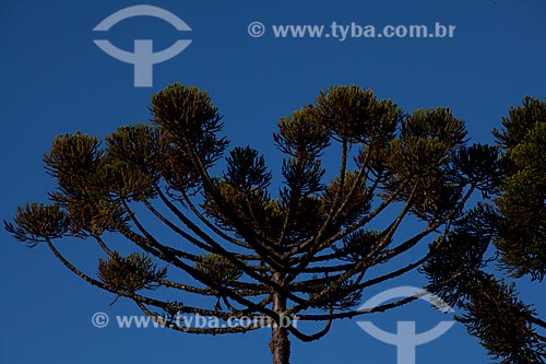  Subject: Araucaria trees in Canela city  / Place:  Rio Grande do Sul state - Brazil  / Date: 03/2011 