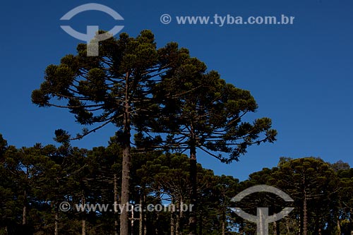  Subject: Araucaria trees in Canela city  / Place:  Rio Grande do Sul state - Brazil  / Date: 03/2011 