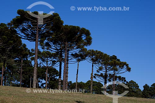  Subject: Araucaria trees in Canela city  / Place:  Rio Grande do Sul state - Brazil  / Date: 03/2011 