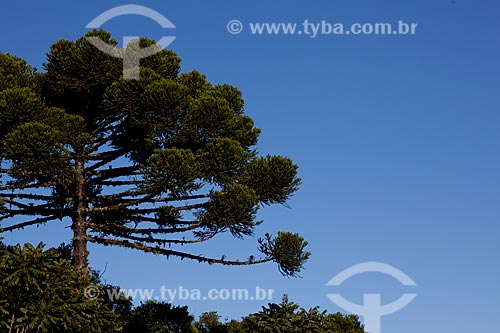  Subject: Araucaria trees in Canela city  / Place:  Rio Grande do Sul state - Brazil  / Date: 03/2011 