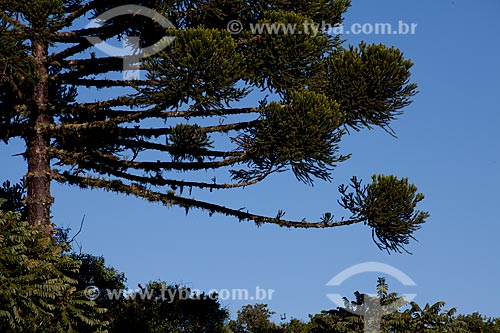  Subject: Araucaria trees in Canela city  / Place:  Rio Grande do Sul state - Brazil  / Date: 03/2011 