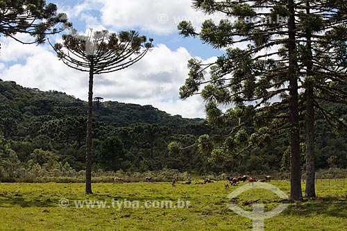  Subject: Araucaria trees in Canela city  / Place:  Rio Grande do Sul state - Brazil  / Date: 03/2011 