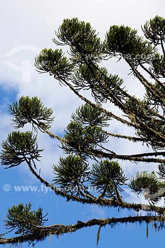  Subject: Araucaria trees in Canela city  / Place:  Rio Grande do Sul state - Brazil  / Date: 03/2011 