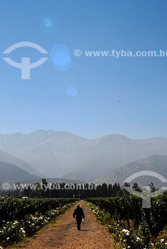  Subject: Man walking in vineyard Aquitaine / Place: Santiago - Chile - South America / Date: 01/2011 