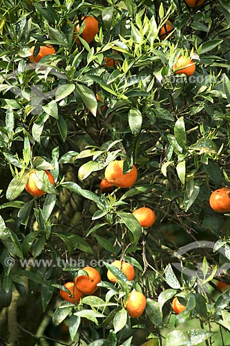  Subject: Oranges planting / Place: Agueda - Portugal - Europe / Date: 03/2011 