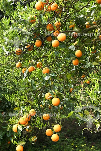  Subject: Oranges planting / Place: Agueda - Portugal - Europe / Date: 03/2011 