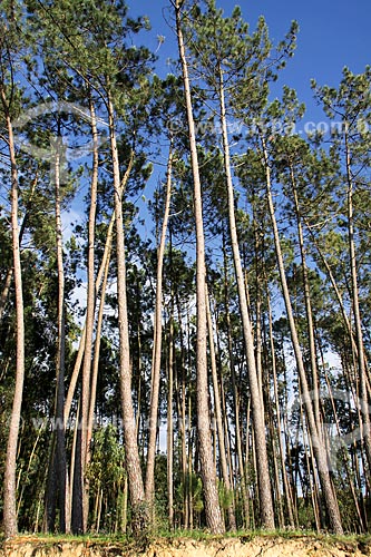  Subject: Pine grove / Place: Agueda - Portugal - Europe / Date: 03/2011 