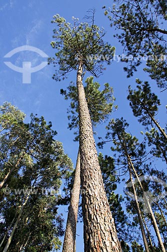  Subject: Pine grove / Place: Agueda - Portugal - Europe / Date: 03/2011 