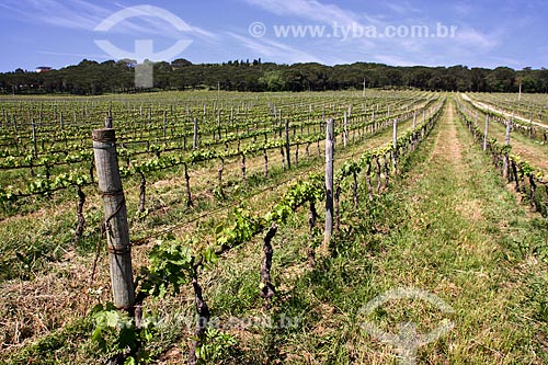  Subject: Vineyard to wine production / Place: Aguada de Cima - Portugal - Europe / Date: 03/2011 