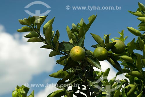  Subject: Orange plantation / Place: Bebedouro city - São Paulo state (SP) - Brazil / Date: 03/2010 