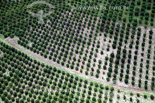  Subject: Aerial view of agricultural plantation in the Fluminense mountainous region / Place: Teresopolis city - Rio de Janeiro state (RJ) - Brazil / Date: 01/2011  