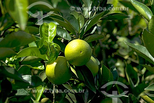  Subject: Orange plantation / Place: Bebedouro city - São Paulo state (SP) - Brazil / Date: 03/2010 