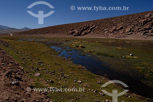  Subject: Putana River - Atacama Desert / Place: Chile - South America / Date: 01/2011 