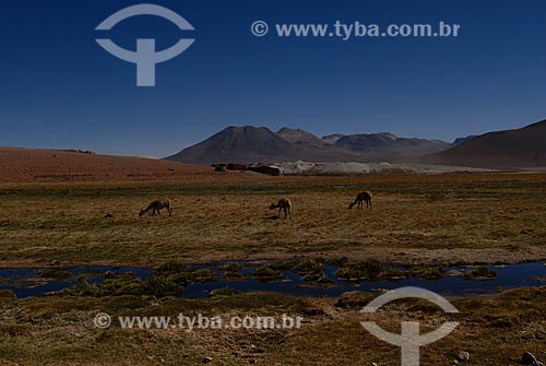  Subject: Putana River   / Place: Chile - South America / Date: 01/2011 