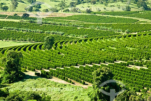  Subject: Coffee Plantation / Place: Minas Gerais state (MG) - Brazil / Date: 02/2009 
