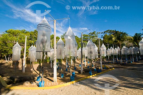  Subject: Bellflower of crossing biparenteral of sugar cane / Place: Maceio city - Alagoas state (AL) - Brazil / Date: 05/2010 