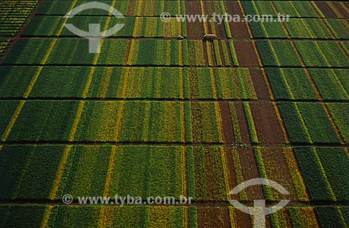  Subject: Agronomic Station - production of soybean varieties / Place: Baus district - Costa Rica city - Mato Grosso do Sul state (MS) - Brazil / Date: 2009 