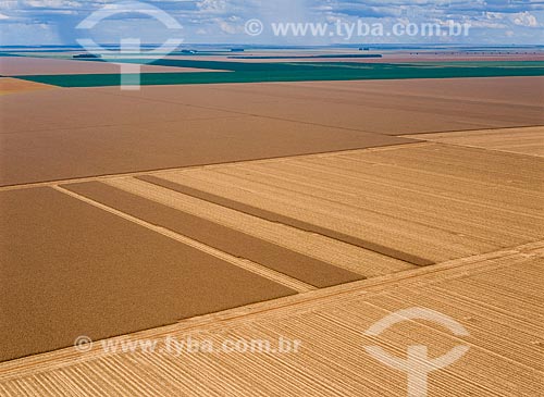  Subject: Plantation of corn and soybeans / Place: Diamantino city - Mato Grosso state (MT) - Brasil / Date: 2009 