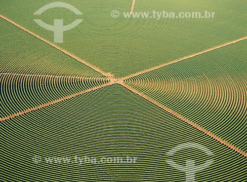  Subject: Coffee Plantation / Place: Luziânia city - Goias state (GO) - Brazil / Date: 2009 
